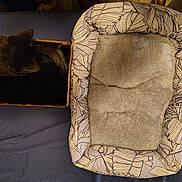 Serain joined the competition — help win amazing prizes! bed, black_cat, cardboard_box, cat, cozy, curled_up, cushion, fabric_pattern, fur, furniture, hardwood_floor, home, indoor, lounging, pet, pet_bed, resting, sleeping, soft, top_view