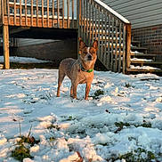 Pepper is registered to the contest to win money with this photo: dog, snow, outdoor, yard, stairs, wooden, sunlight, house, pet, animal, cold, winter, green_collar, fur, alert, standing, grass, nature, daylight, building