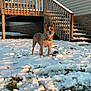 dog, snow, outdoor, yard, stairs, wooden, sunlight, house, pet, animal, cold, winter, green_collar, fur, alert, standing, grass, nature, daylight, building