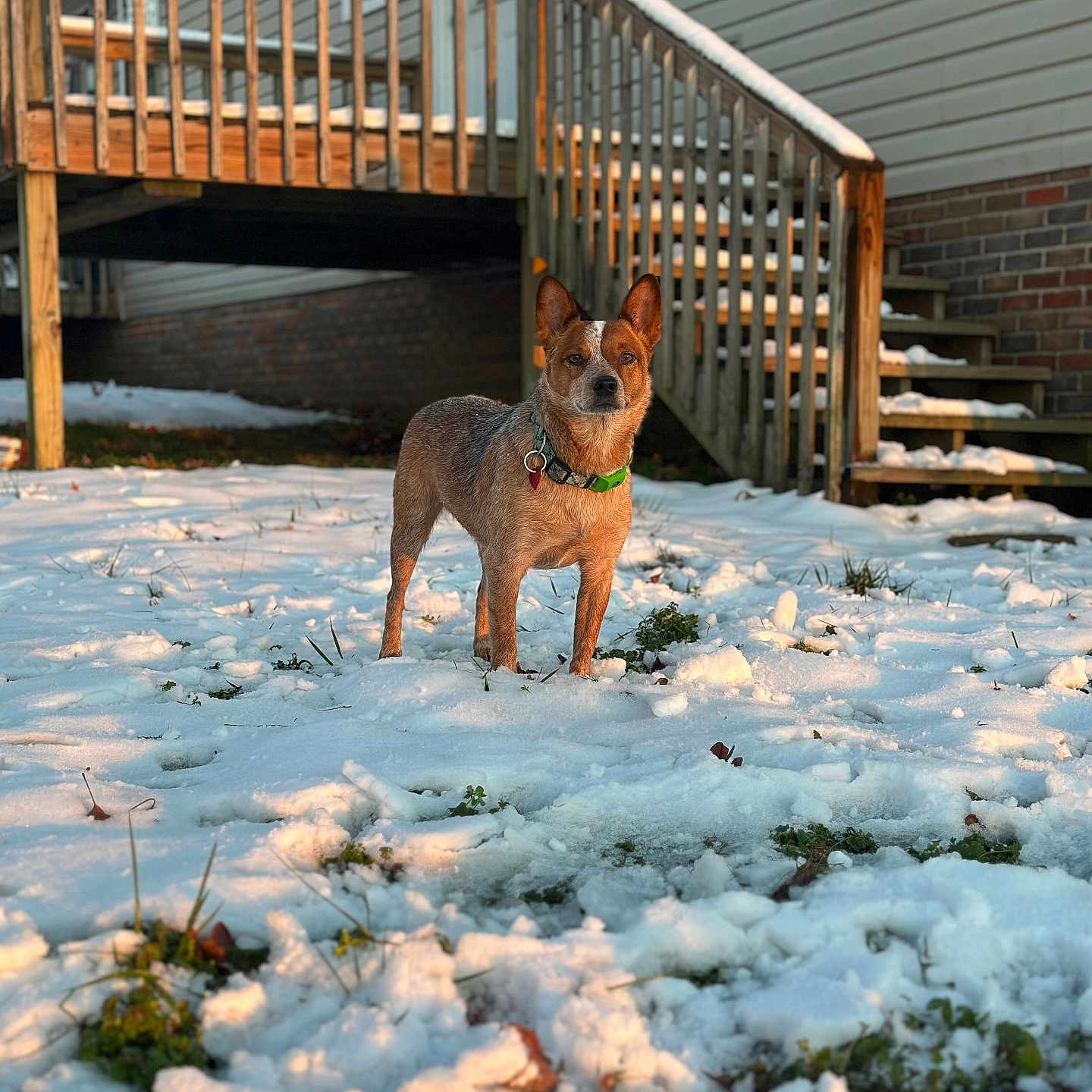 Pepper is registered to the contest to win money with this photo: alert, animal, building, cold, daylight, dog, fur, grass, green_collar, house, nature, outdoor, pet, snow, stairs, standing, sunlight, winter, wooden, yard