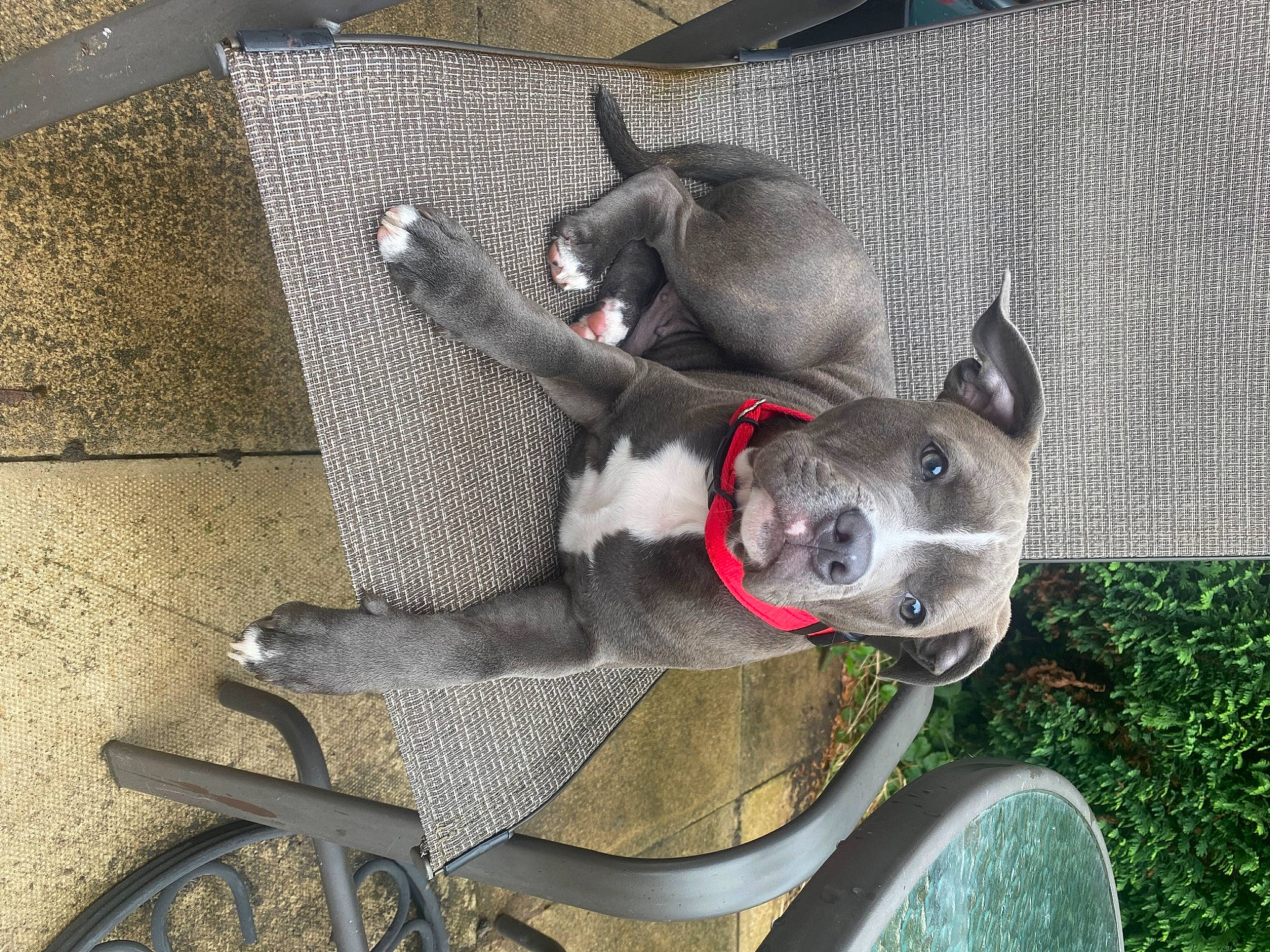 Archer joined the competition — help win amazing prizes! auto_part, canidae, carnivore, collar, companion_dog, dog, dog_breed, dog_collar, dog_supply, fawn, grey, non_sporting_group, pet_supply, plant, snout, sporting_group, tire, vehicle, wheel, working_animal