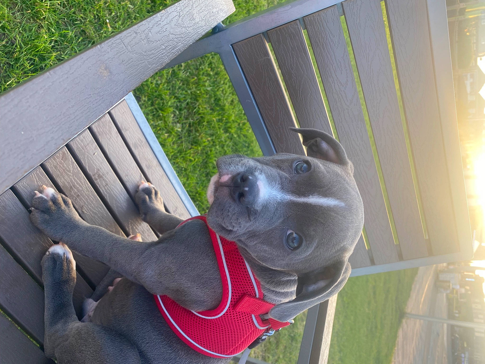 Archer is registered to the contest to win money with this photo: carnivore, collar, companion_dog, dog, dog_breed, dog_collar, dog_supply, fawn, grass, great_dane, guard_dog, outdoor_furniture, pet_supply, plank, shade, sporting_group, whiskers, wood, wood_stain, working_animal