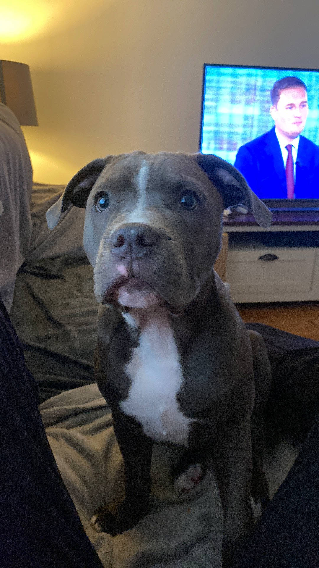 Archer joined the competition — help win amazing prizes! canidae, carnivore, companion_dog, dog, dog_breed, event, fawn, fur, guard_dog, molosser, non_sporting_group, snout, suit, tie, whiskers, window, working_animal