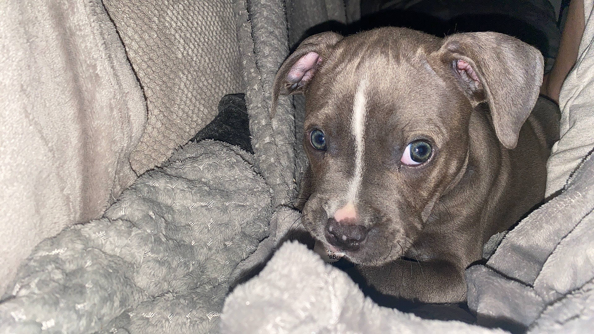 Archer joined the competition — help win amazing prizes! canidae, carnivore, comfort, companion_dog, dog, dog_breed, ear, fawn, fur, grey, liver, non_sporting_group, snout, sporting_group, terrestrial_animal, toy_dog, whiskers, working_animal, wrinkle