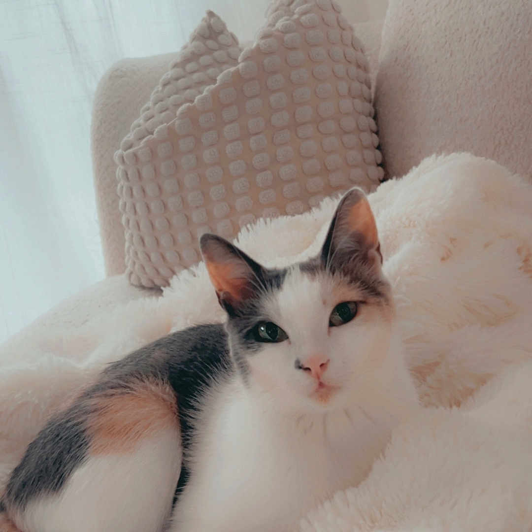Nishy a rejoint le concours — aidez-le/la à gagner de superbes lots ! animal, calico, cat, comfortable, couch, cozy, curtains, cute, daylight, fluffy_blanket, fur, home, indoor, pet, pillows, relaxed, resting, soft_texture, white, window