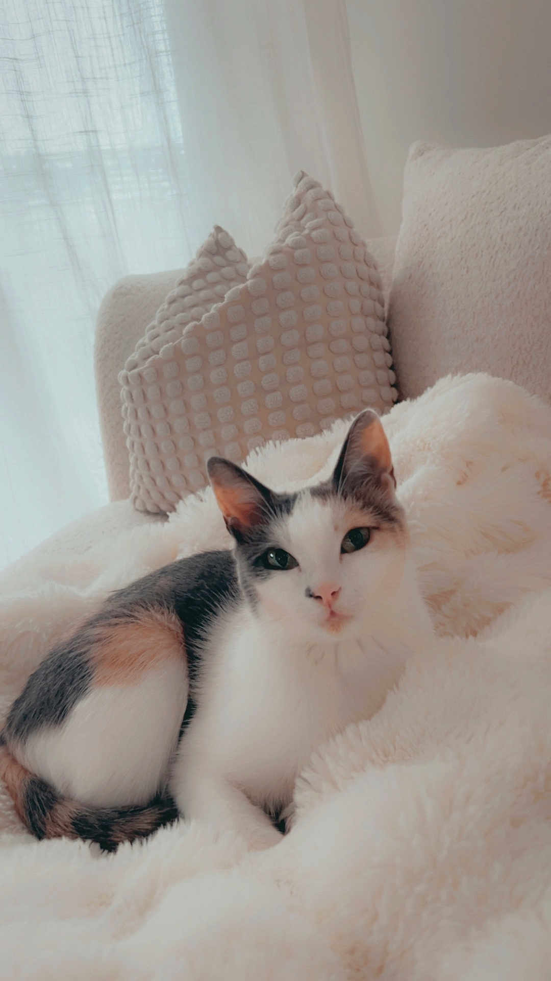 Nishy a rejoint le concours — aidez-le/la à gagner de superbes lots ! cat, calico, fluffy_blanket, pillows, couch, cozy, indoor, pet, relaxed, white, soft_texture, fur, animal, resting, window, curtains, daylight, home, comfortable, cute