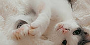 Nishy participe au concours pour gagner de l'argent avec cette photo : cat, animal, pet, fluffy, blanket, white, black, brown, fur, stretching, relaxed, cute, cozy, indoor, soft_texture, whiskers, paws, sleepy, closeup, laying_down