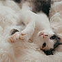 cat, animal, pet, fluffy, blanket, white, black, brown, fur, stretching, relaxed, cute, cozy, indoor, soft_texture, whiskers, paws, sleepy, closeup, laying_down