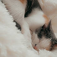 Nishy a rejoint le concours — aidez-le/la à gagner de superbes lots ! cat, sleeping, fur, fluffy, white, cozy, resting, pet, animal, calm, domestic, cute, soft, comfort, indoor, closeup, relaxation, whiskers, nap, peaceful