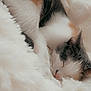 cat, sleeping, fur, fluffy, white, cozy, resting, pet, animal, calm, domestic, cute, soft, comfort, indoor, closeup, relaxation, whiskers, nap, peaceful