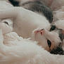 Nishy participe au concours pour gagner de l'argent avec cette photo : cat, animal, pet, feline, fluffy, blanket, cozy, resting, indoors, soft_light, white, fur, cute, relaxed, comfort, sleepy, whiskers, closeup, laying, calm