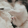 Nishy participe au concours pour gagner de l'argent avec cette photo : cat, calico, sleeping, cozy, fluffy, blanket, resting, fur, cute, pet, animal, indoor, relaxed, soft, whiskers, paws, comfort, nap, feline, domestic