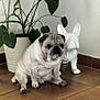 animal, brown_tiles, canine, ceramic_statue, companion, corner, cute, decor, dog, floor, green_leaves, houseplant, indoor, pet, pet_portrait, plant, pot, pug, sitting, tile_floor