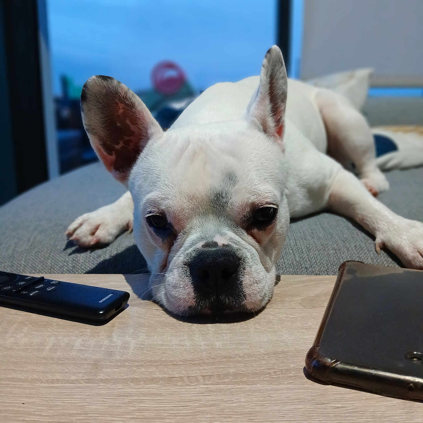 Tokyo a rejoint le concours — aidez-le/la à gagner de superbes lots ! animal, boxer, bulldog, canine, computer, computerhardware, dog, electronics, frenchbulldog, furniture, laptop, mobilephone, pc, pet, phone, pitbull, puppy, screen, table, whitedog