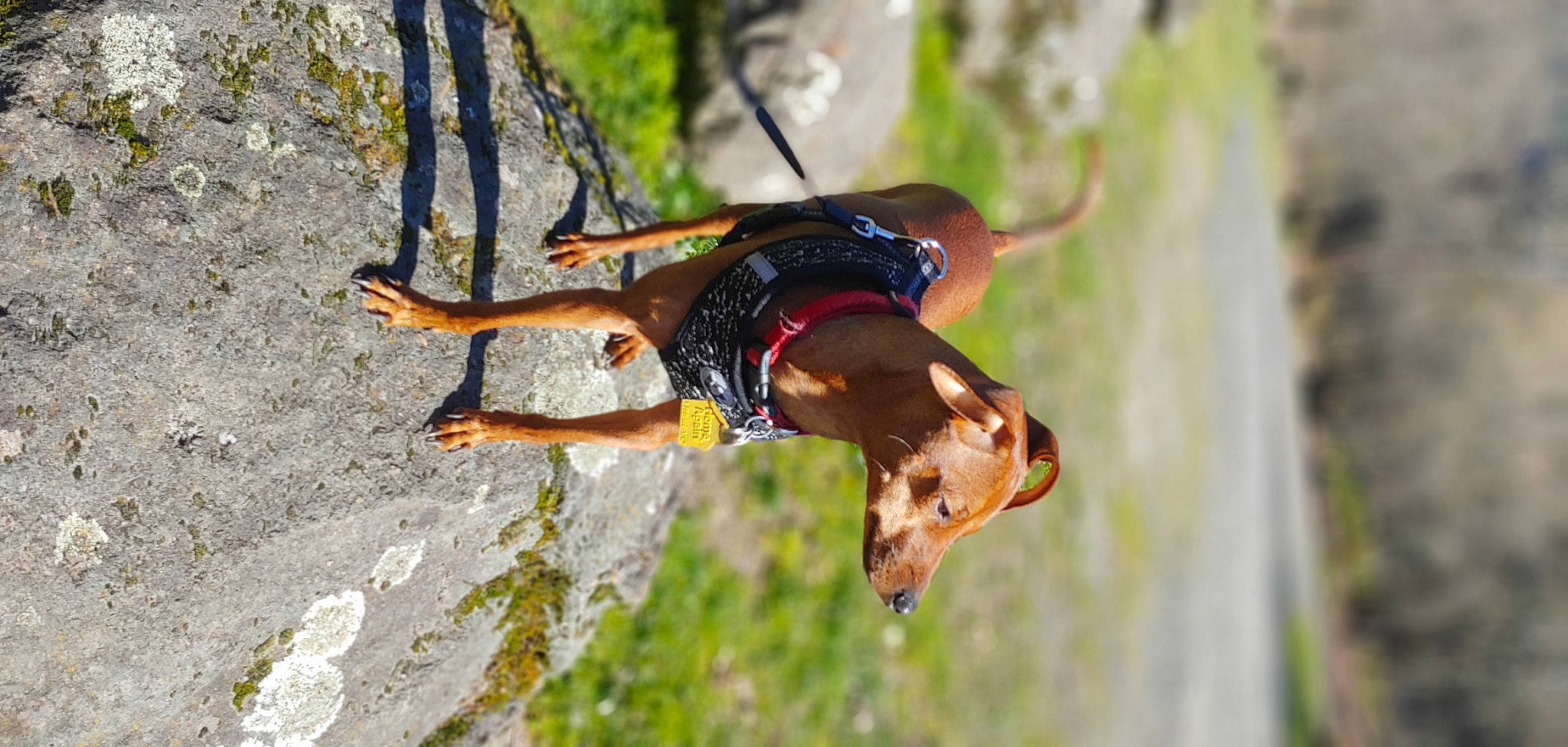 Dasher is registered to the contest to win money with this photo: canidae, dog_breed, hunting_dog, organism