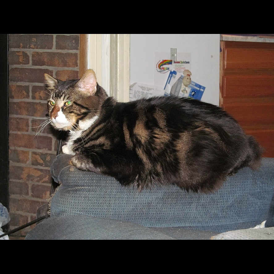 Hudini joined the competition — help win amazing prizes! animal, blue_couch, brick_wall, cat, couch, cozy, domestic_cat, door, feline, figurine, furniture, green_eyes, household, indoor, papers, pet, relaxed, resting, side_view, tabby