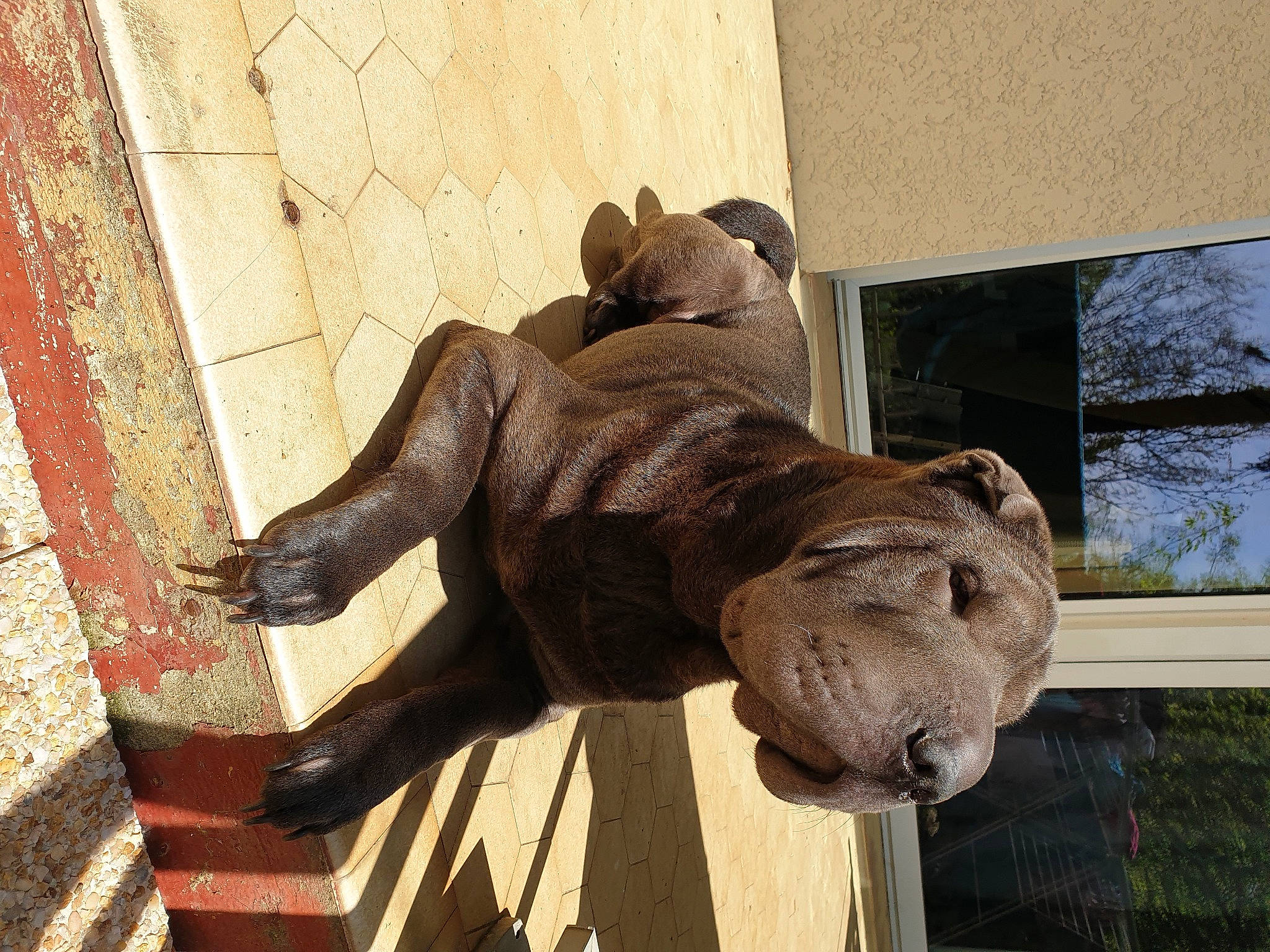 Rubis participe au concours pour gagner de l'argent avec cette photo : ancient_history, art, artifact, big_cats, bronze_sculpture, carving, classical_sculpture, fawn, gargoyle, lion, metal, monument, nonbuilding_structure, sculpture, snout, statue, terrestrial_animal, visual_arts, wood, working_animal