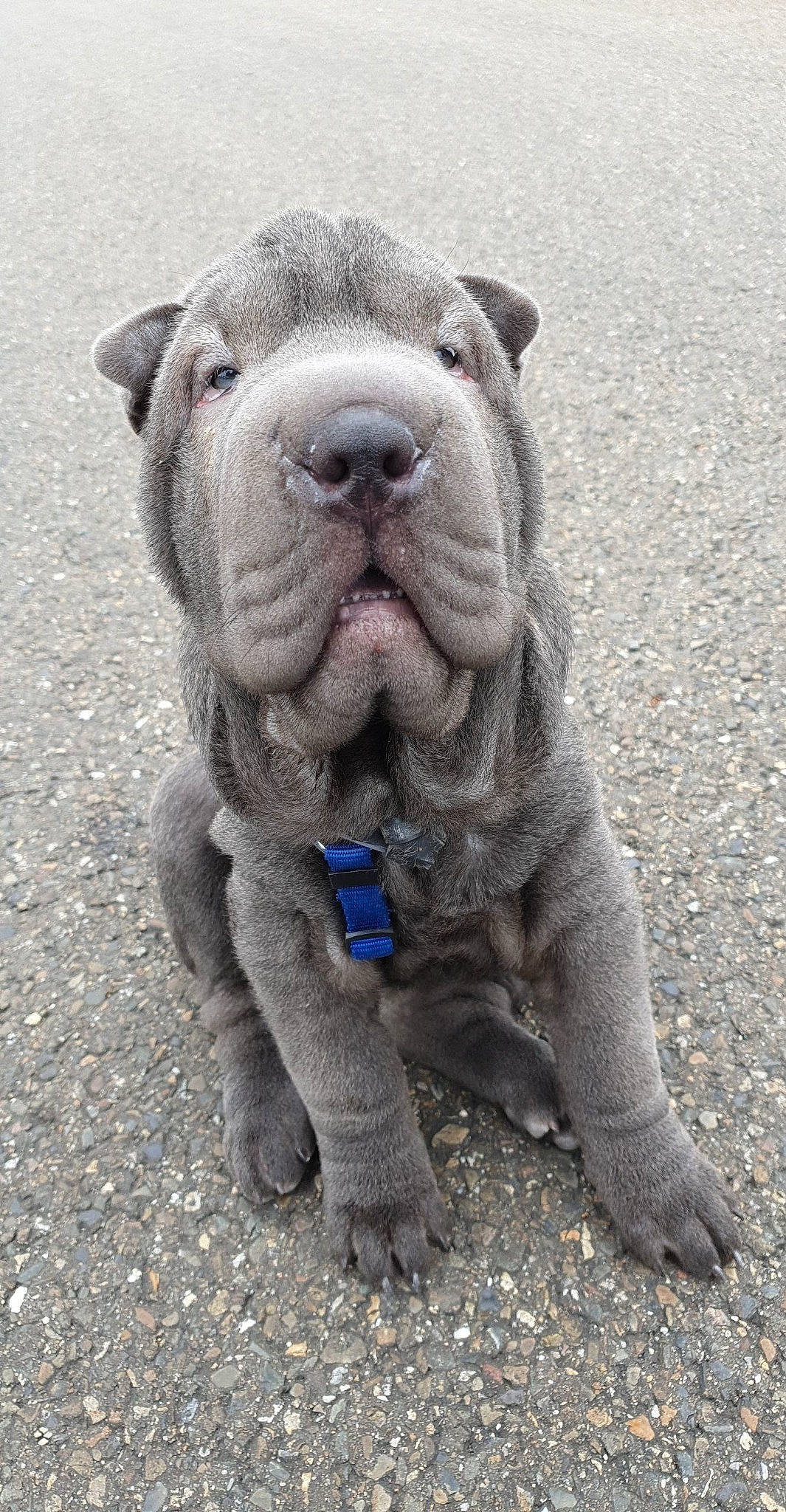 Rubis a rejoint le concours — aidez-le/la à gagner de superbes lots ! asphalt, canidae, carnivore, collar, companion_dog, dog, dog_breed, electric_blue, fawn, grey, road_surface, sculpture, snout, soil, sporting_group, terrestrial_animal, water, whiskers, working_animal, wrinkle