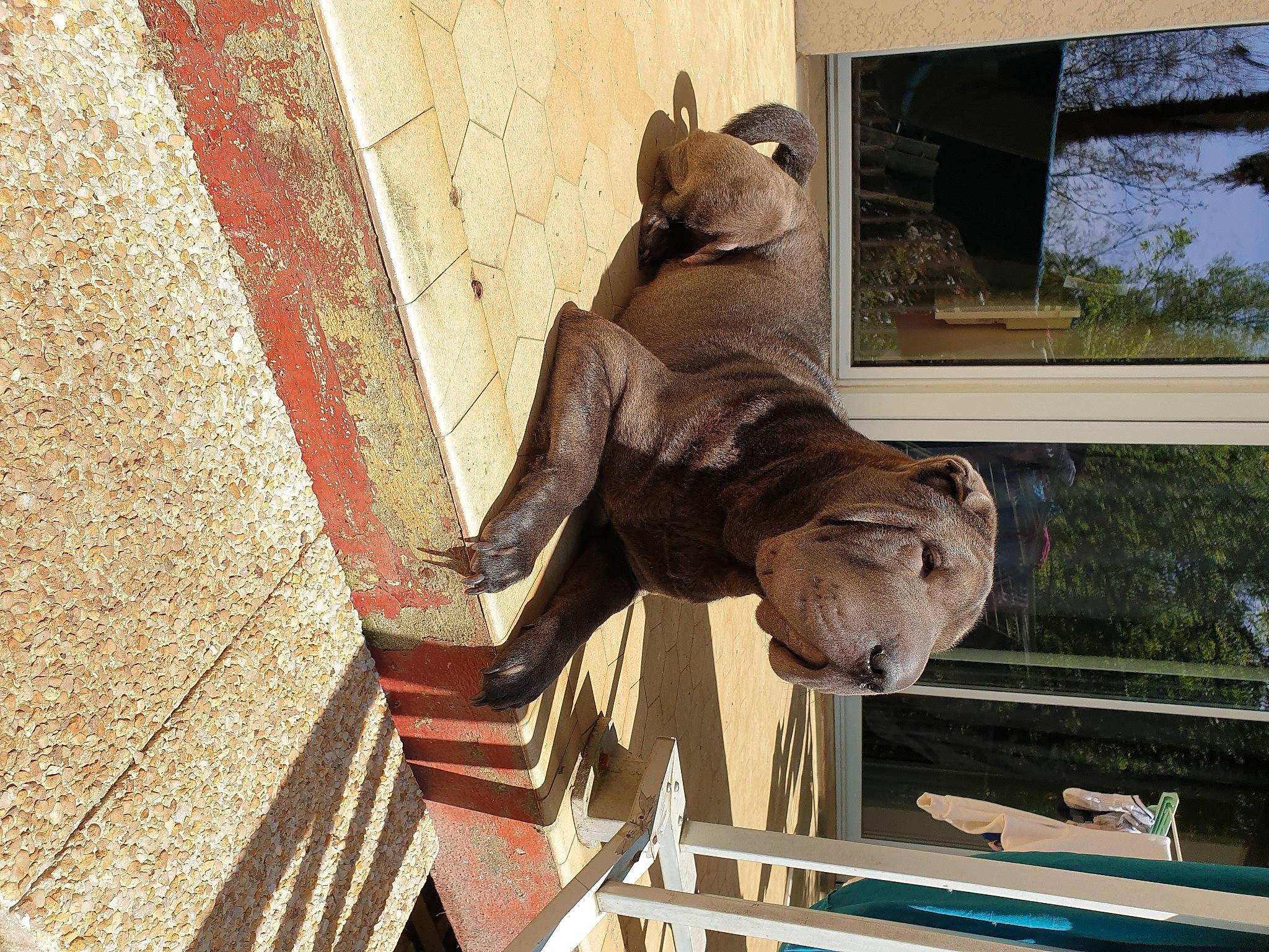 Rubis a rejoint le concours — aidez-le/la à gagner de superbes lots ! art, big_cats, brick, brickwork, facade, fawn, felidae, gargoyle, house, lion, monument, plant, sculpture, snout, sporting_group, statue, terrestrial_animal, tree, wood, working_animal