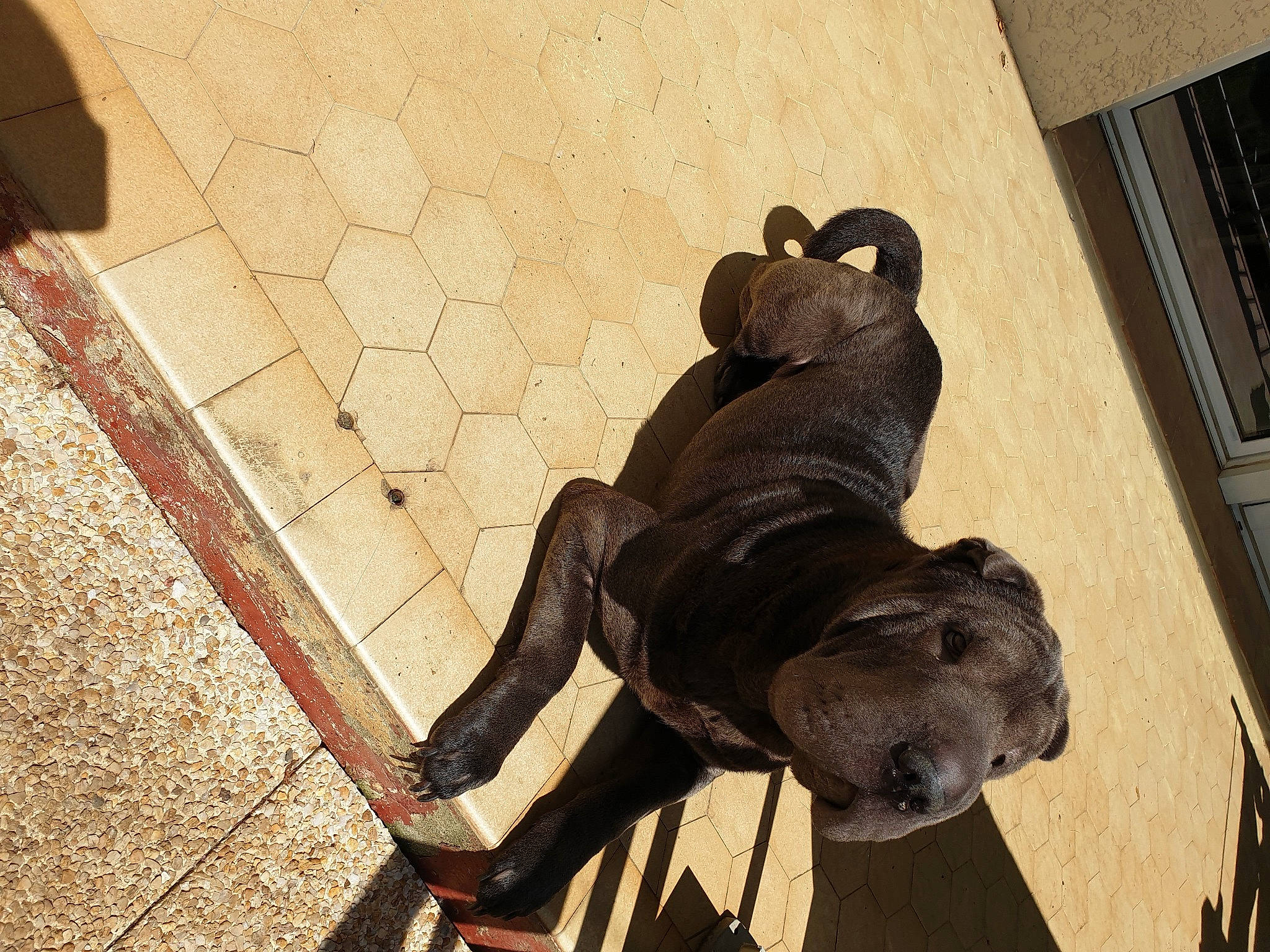 Rubis a rejoint le concours — aidez-le/la à gagner de superbes lots ! art, canidae, concrete, floor, flooring, human_leg, metal, monument, road_surface, sculpture, shadow, sidewalk, sitting, snout, sporting_group, statue, tail, tints_and_shades, visual_arts, wood