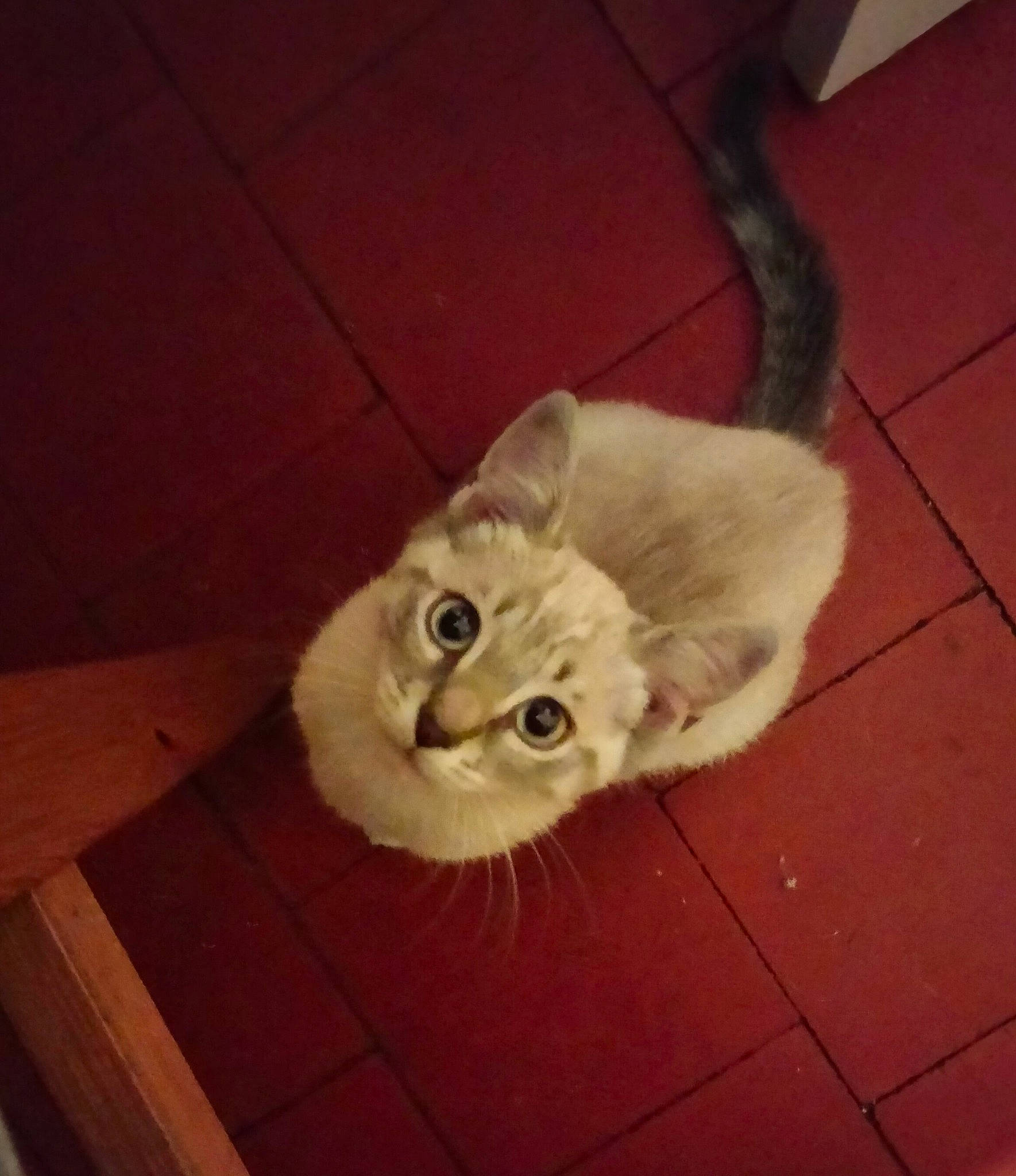 Neige a rejoint le concours — aidez-le/la à gagner de superbes lots ! carnivore, cat, comfort, companion_dog, domestic_short_haired_cat, eye, fawn, felidae, floor, flooring, hardwood, head, laminate_flooring, paw, small_to_medium_sized_cats, snout, tail, whiskers, wood, wood_flooring