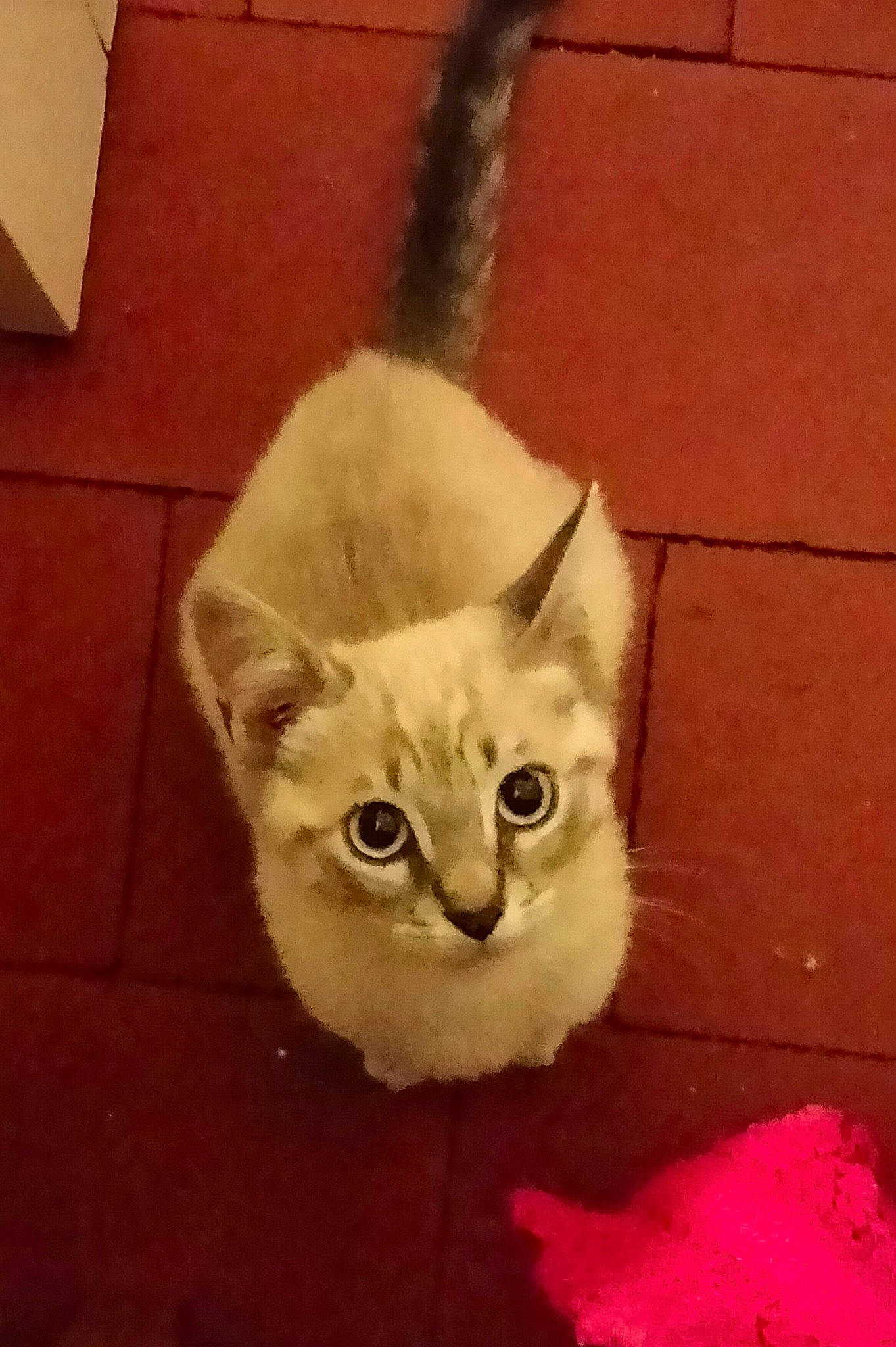 Neige participe au concours pour gagner de l'argent avec cette photo : carnivore, cat, domestic_short_haired_cat, fawn, felidae, flooring, fur, paw, sitting, small_to_medium_sized_cats, snout, tail, terrestrial_animal, whiskers, wood