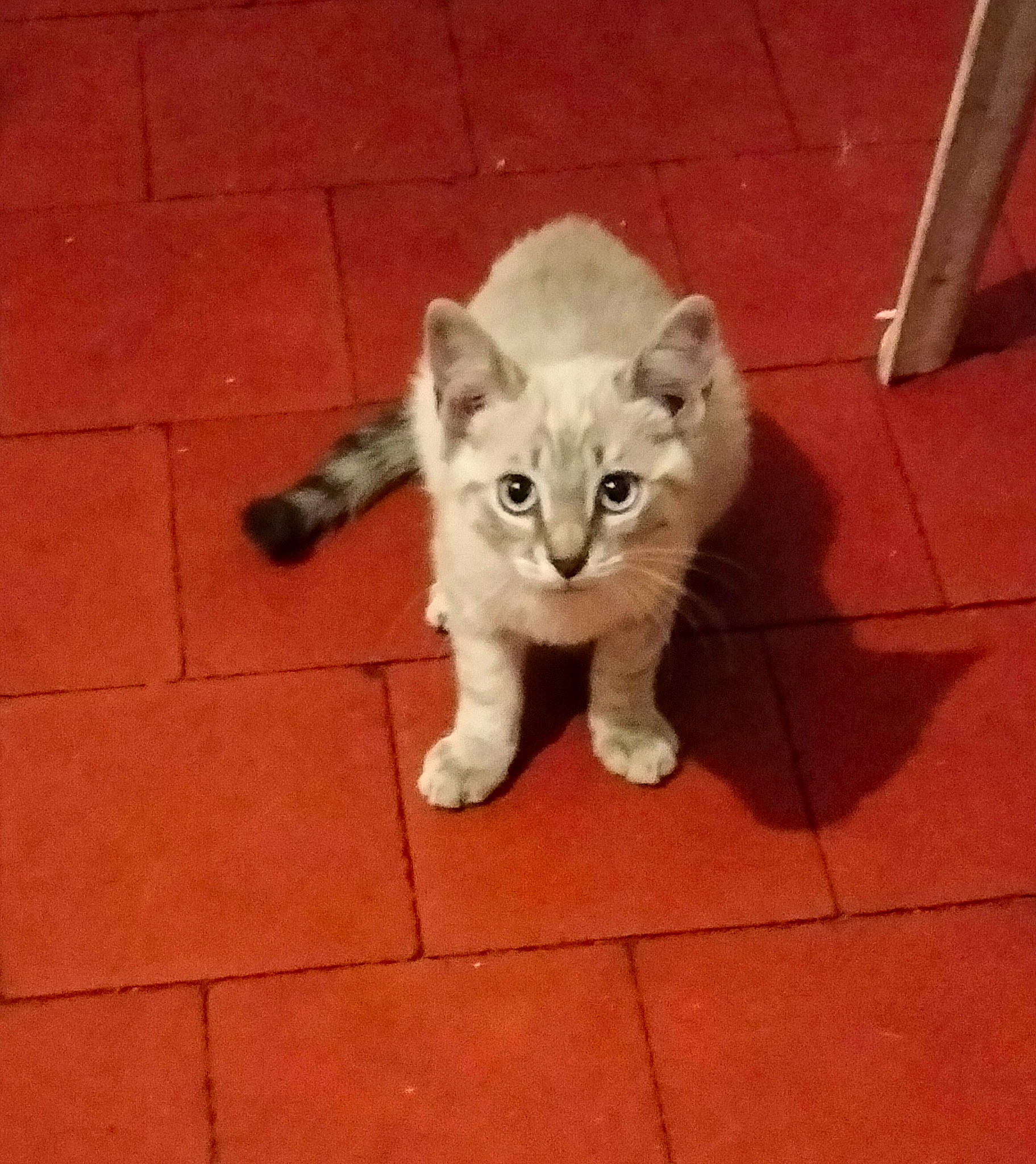 Neige a rejoint le concours — aidez-le/la à gagner de superbes lots ! canidae, carnivore, cat, claw, companion_dog, dog_breed, domestic_short_haired_cat, eye, fawn, felidae, flooring, foot, fur, head, paw, small_to_medium_sized_cats, snout, tail, whiskers, wood