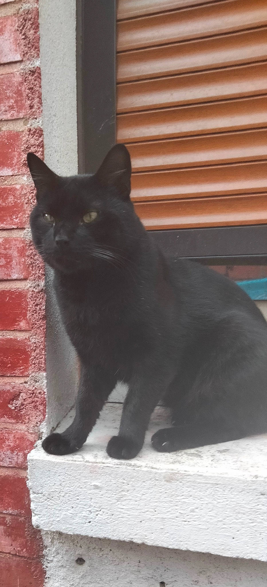 Salem participe au concours pour gagner de l'argent avec cette photo : black_cat, bombay, brick, brickwork, carnivore, cat, domestic_short_haired_cat, felidae, fur, grey, plant, small_to_medium_sized_cats, snout, stairs, tail, terrestrial_animal, tints_and_shades, tree, whiskers, window