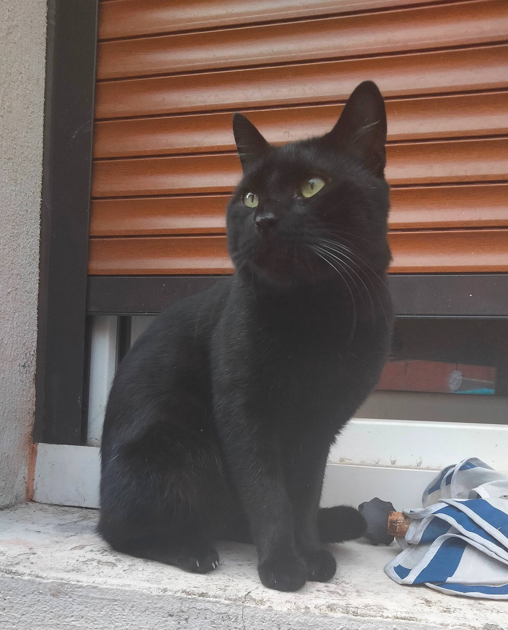 Salem a rejoint le concours — aidez-le/la à gagner de superbes lots ! black_cat, bombay, carnivore, cat, domestic_short_haired_cat, felidae, flooring, fur, grey, shadow, sitting, small_to_medium_sized_cats, tail, terrestrial_animal, tints_and_shades, whiskers, window, wood