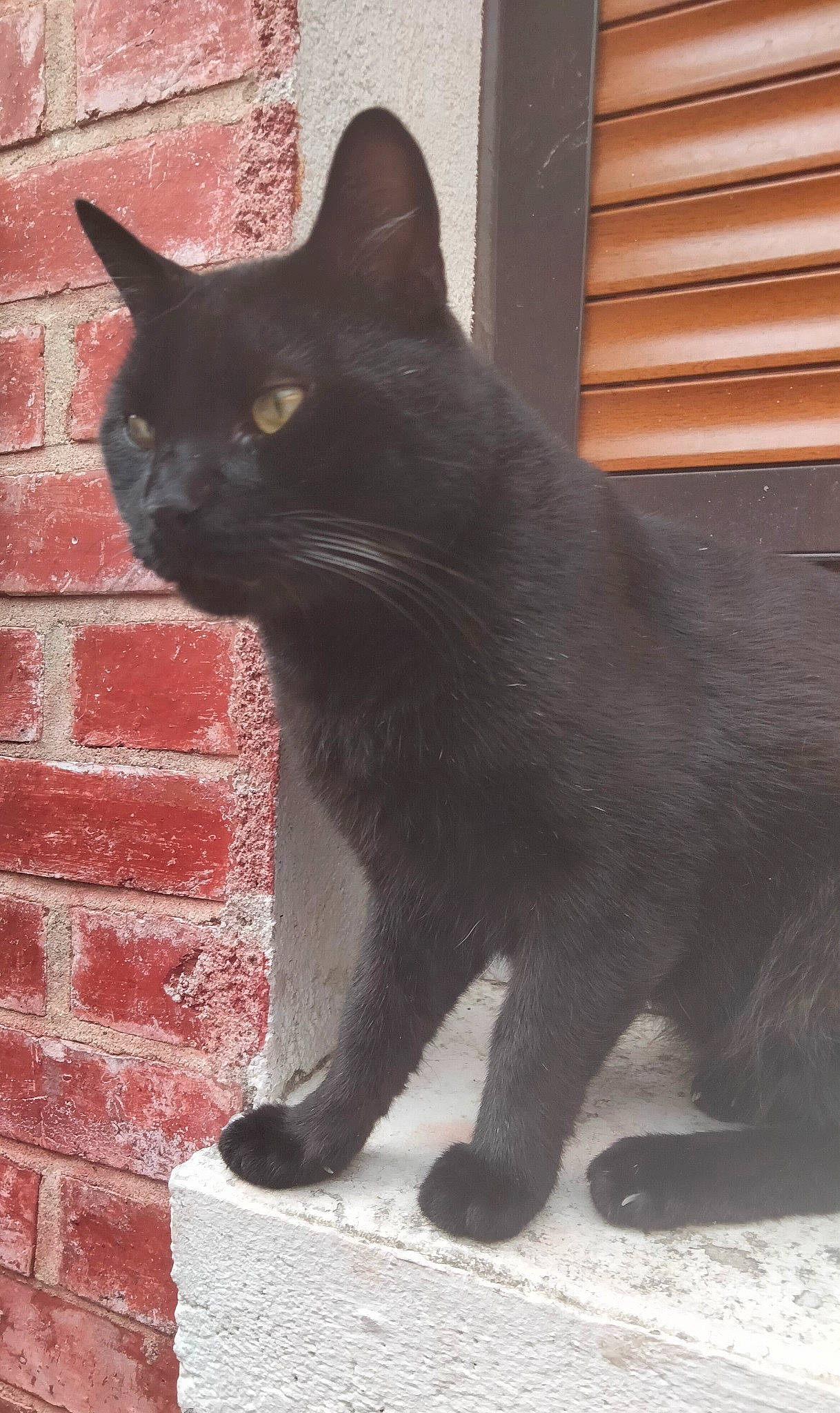 Salem a rejoint le concours — aidez-le/la à gagner de superbes lots ! black_cat, bombay, brick, brickwork, carnivore, cat, domestic_short_haired_cat, felidae, fur, grey, monochrome_photography, plant, shadow, small_to_medium_sized_cats, snout, tail, terrestrial_animal, tree, whiskers, window