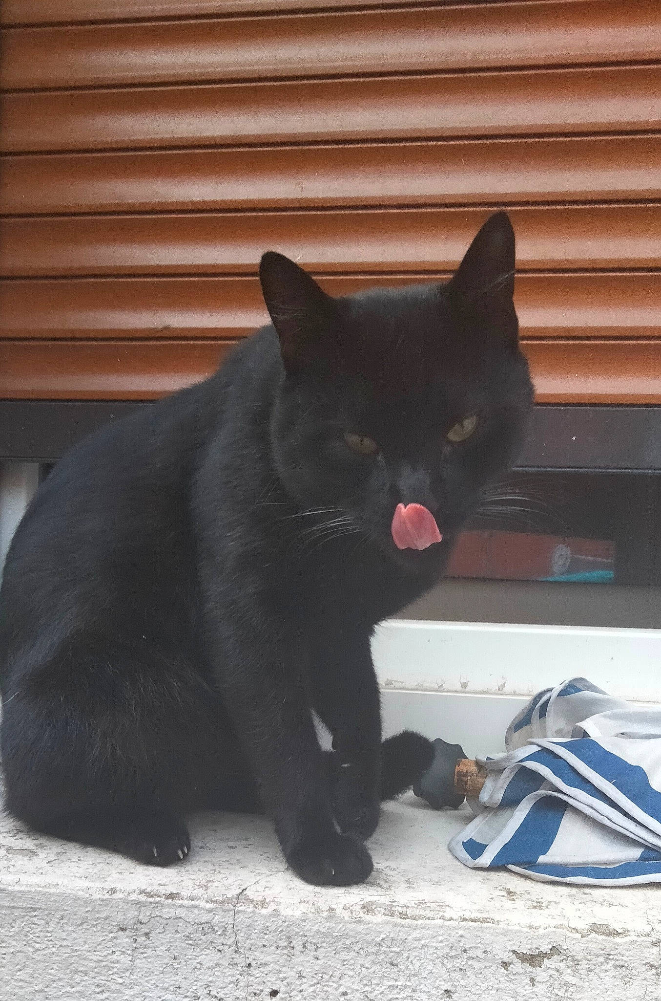 Salem a rejoint le concours — aidez-le/la à gagner de superbes lots ! bag, black_cat, bombay, carmine, carnivore, cat, domestic_short_haired_cat, electric_blue, felidae, foot, fur, grey, paw, sitting, small_to_medium_sized_cats, snout, tail, terrestrial_animal, whiskers