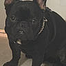 animal, black_dog, canine, chain_collar, companion, curious, cute, dog, domestic_animal, ears, floor, french_bulldog, house, indoor, looking, pet, portrait, sitting, small_dog, tile_floor