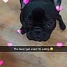 Slash joined the competition — help win amazing prizes! adorable, animal, black_dog, canine, caption, cute, dog, ears_up, expression, floor, french_bulldog, funny, heart_effects, indoor, looking_up, pet, playing, small_dog, snapchat_overlay, wooden_floor
