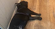 Slash is registered to the contest to win money with this photo: animal, black_dog, calm, canine, cloth, dog, domestic_animal, fabric, floor, indoor, lying_down, pet, polka_dot, quiet, relaxation, resting, sleeping, still_life, wall, wooden_floor