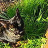 cat, tortoiseshell, green_eyes, grass, outdoor, sunlight, animal, pet, nature, curious, feline, closeup, whiskers, ground, daylight, ears, mammal, looking_up, fur, eye_contact