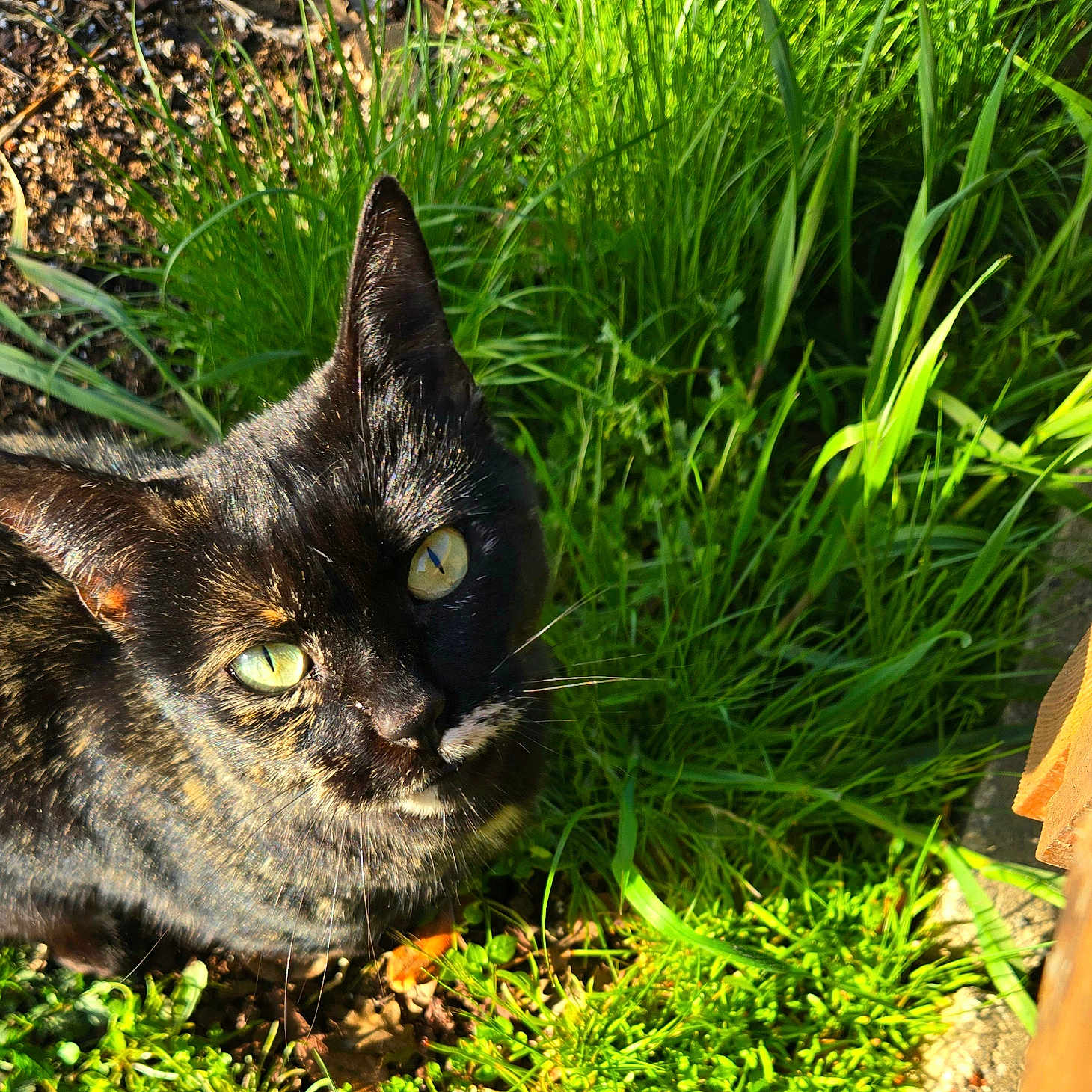 Kiki is registered to the contest to win money with this photo: cat, tortoiseshell, green_eyes, grass, outdoor, sunlight, animal, pet, nature, curious, feline, closeup, whiskers, ground, daylight, ears, mammal, looking_up, fur, eye_contact