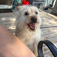 Tempest joined the competition — help win amazing prizes! dog, white_dog, happy, outdoor, wooden_deck, pet, panting, scruffy, fur, animal, sunlight, broom, bucket, bag, garden, chair, leg, human, smiling, daylight