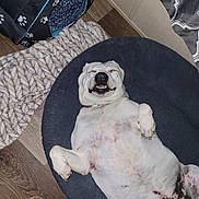 Baby is registered to the contest to win money with this photo: dog, pet_bed, smiling, white_dog, lying_down, indoor, floor, rug, slipper, pet_house, paw_prints, wooden_floor, relaxed, cozy, collar, dog_belly, happy, domestic, fur, sleeping