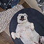 dog, pet_bed, smiling, white_dog, lying_down, indoor, floor, rug, slipper, pet_house, paw_prints, wooden_floor, relaxed, cozy, collar, dog_belly, happy, domestic, fur, sleeping