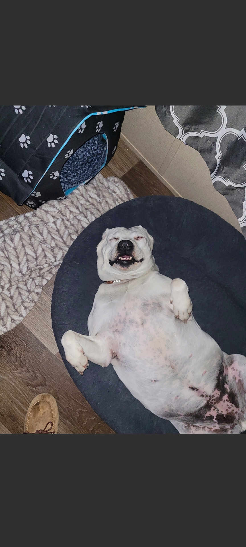 Baby is registered to the contest to win money with this photo: dog, pet_bed, smiling, white_dog, lying_down, indoor, floor, rug, slipper, pet_house, paw_prints, wooden_floor, relaxed, cozy, collar, dog_belly, happy, domestic, fur, sleeping