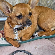Lil' Bit joined the competition — help win amazing prizes! dog, small_dog, brown_dog, chihuahua, pet, collar, bell, ears, animal, resting, mat, wooden_wall, rope, floor, closeup, indoor, cute, expression, fur, paw