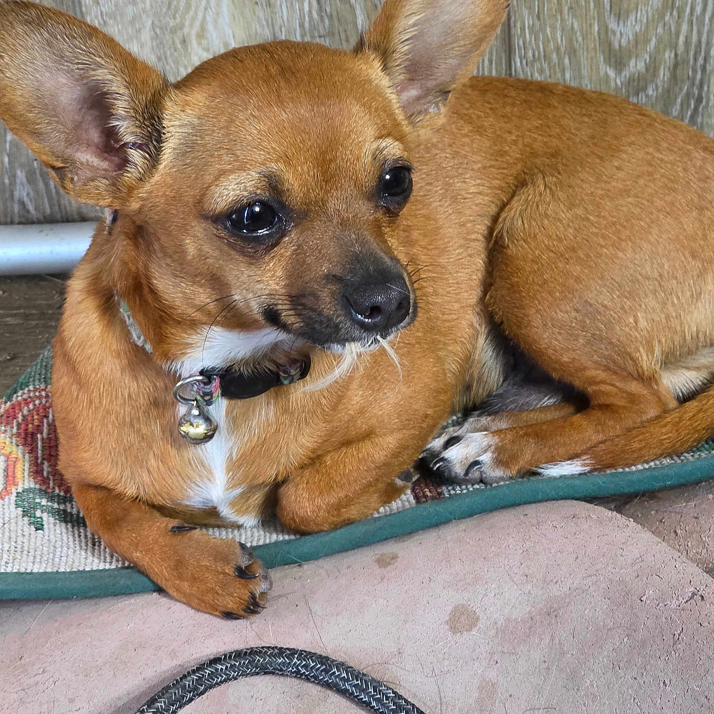 Lil' Bit joined the competition — help win amazing prizes! animal, bell, brown_dog, chihuahua, closeup, collar, cute, dog, ears, expression, floor, fur, indoor, mat, paw, pet, resting, rope, small_dog, wooden_wall