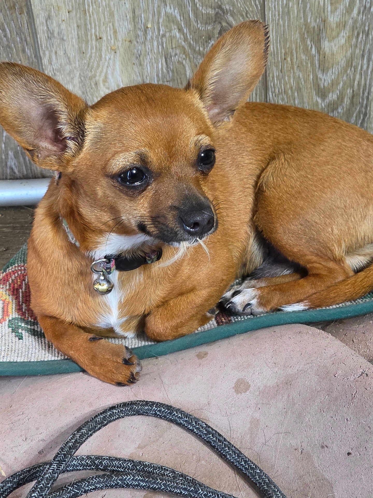 Lil' Bit joined the competition — help win amazing prizes! dog, small_dog, brown_dog, chihuahua, pet, collar, bell, ears, animal, resting, mat, wooden_wall, rope, floor, closeup, indoor, cute, expression, fur, paw