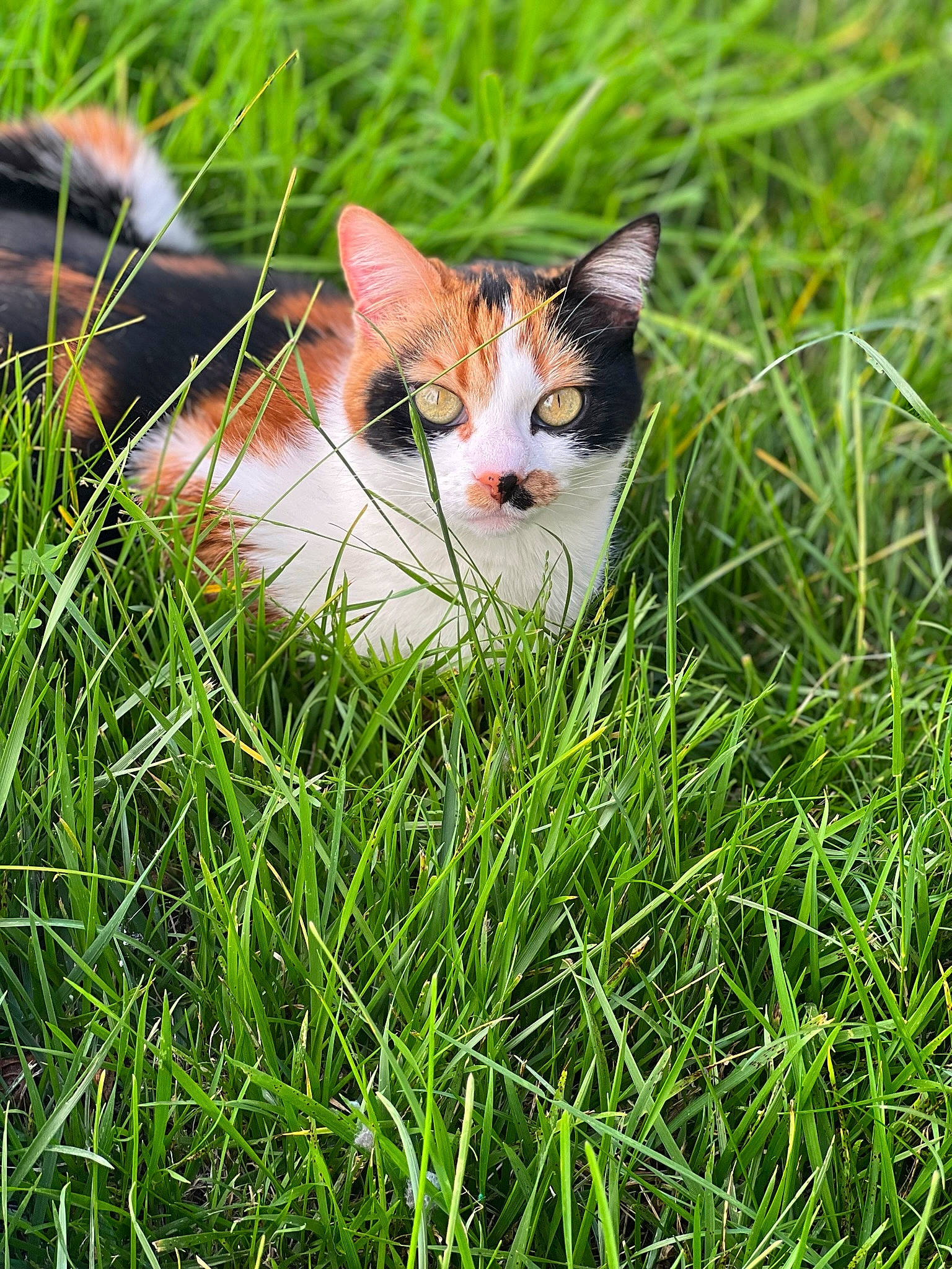 Ellie joined the competition — help win amazing prizes! art, carnivore, cat, domestic_short_haired_cat, eye, fawn, felidae, fur, grass, grass_family, grassland, groundcover, lawn, meadow, plant, small_to_medium_sized_cats, snout, terrestrial_animal, whiskers, wildlife