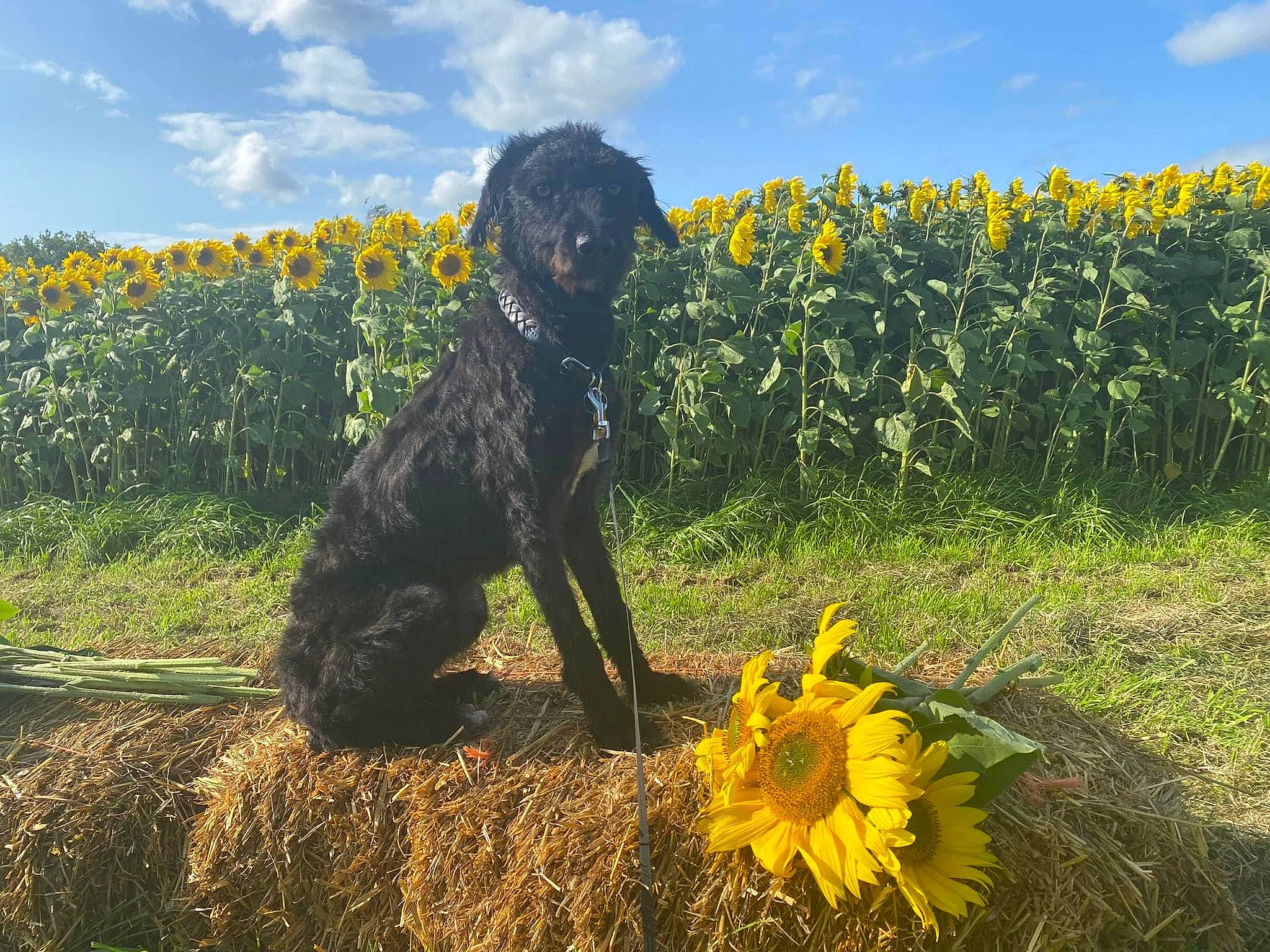 Rex is registered to the contest to win money with this photo: agriculture, annual_plant, carnivore, cloud, companion_dog, dog, dog_breed, field, flower, grass, grassland, landscape, meadow, plant, prairie, shrub, sky, water_dog, working_animal, yellow