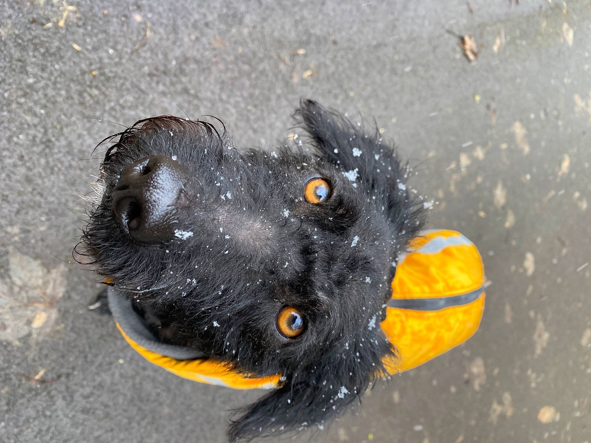 Rex joined the competition — help win amazing prizes! arthropod, ball, black_cat, canidae, carnivore, dog_breed, eye, fawn, head, insect, invertebrate, paw, pest, snout, sporting_group, tail, tar, terrestrial_animal, whiskers, working_animal