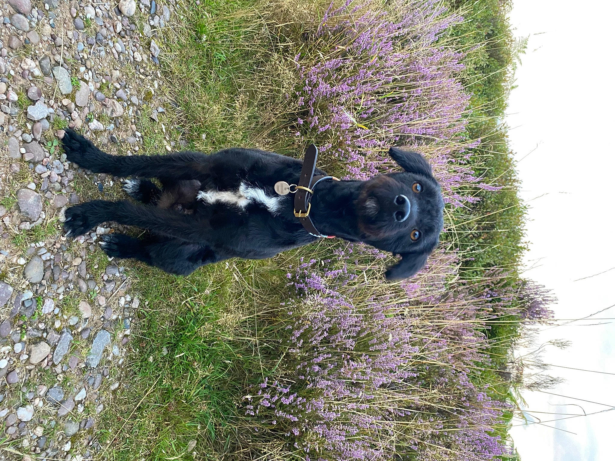 Rex is registered to the contest to win money with this photo: canidae, carnivore, companion_dog, dog, dog_breed, flower, flowering_plant, grass, groundcover, guard_dog, plant, shadow, shrub, sky, sporting_group, tail, terrestrial_animal, tree, working_animal, working_dog