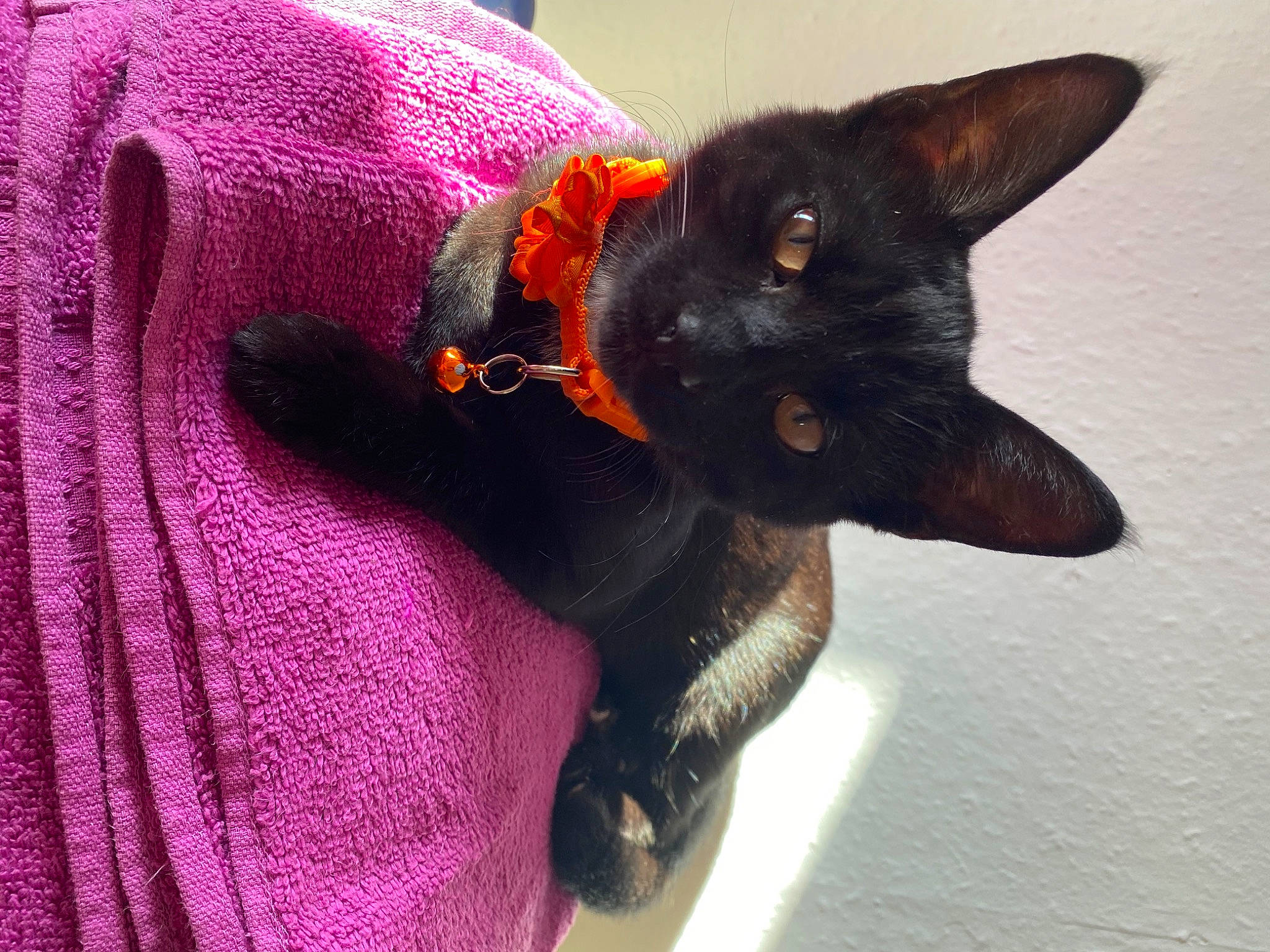 Florence joined the competition — help win amazing prizes! black_cat, bombay, carnivore, cat, claw, creative_arts, dog_breed, domestic_short_haired_cat, fawn, felidae, fur, magenta, purple, small_to_medium_sized_cats, snout, tail, terrestrial_animal, violet, whiskers, woven_fabric