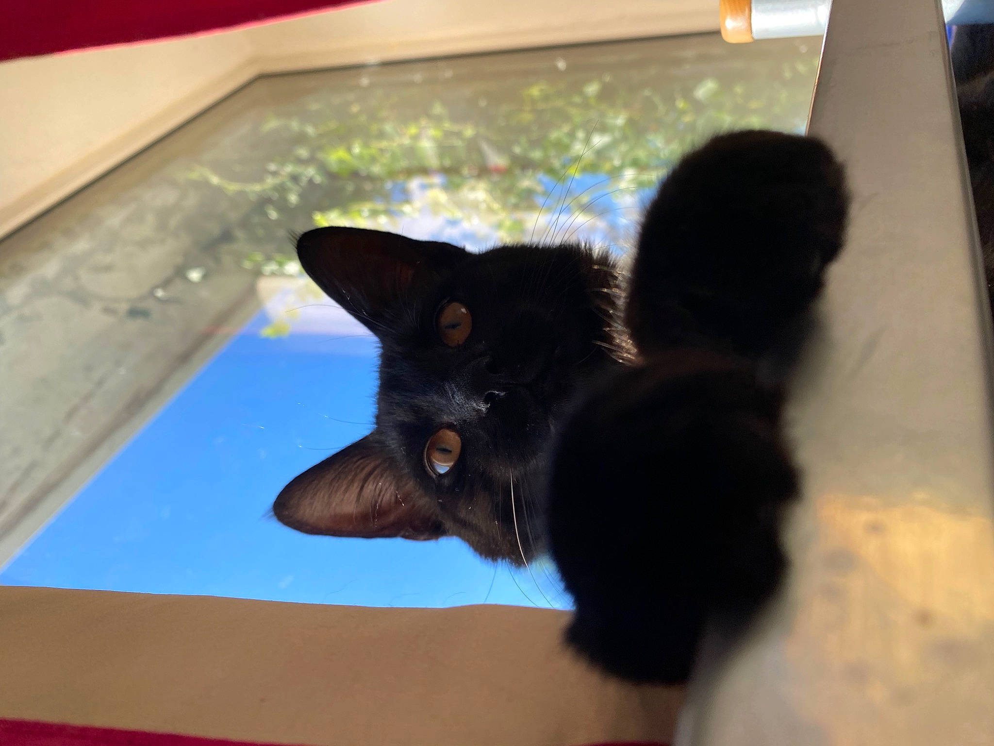Florence is registered to the contest to win money with this photo: black_cat, bombay, carnivore, cat, claw, comfort, domestic_short_haired_cat, felidae, flooring, fur, paw, room, small_to_medium_sized_cats, snout, tail, whiskers, wood