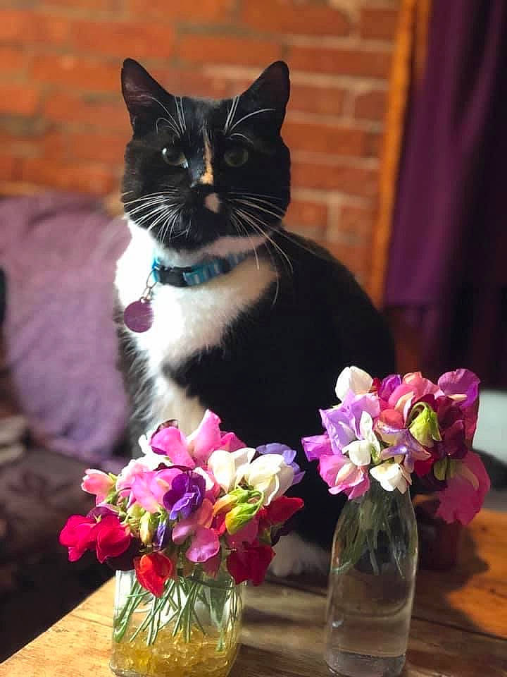 Lucifer joined the competition — help win amazing prizes! artificial_flower, bottle, bouquet, carnivore, cat, felidae, flower, flower_arranging, formal_wear, grass, linens, magenta, pansy, petal, plant, purple, small_to_medium_sized_cats, vase, whiskers, window